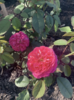 Image of Benjamin Britten roses in Arthur Scoleri's garden.