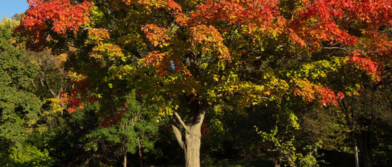 Leaves Turning on the University of Iowa Campus. 