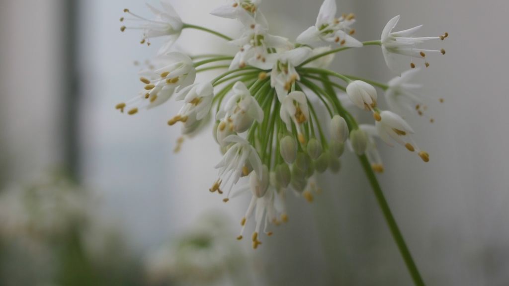 Voxman Architectural Detail: Garden Outside.
